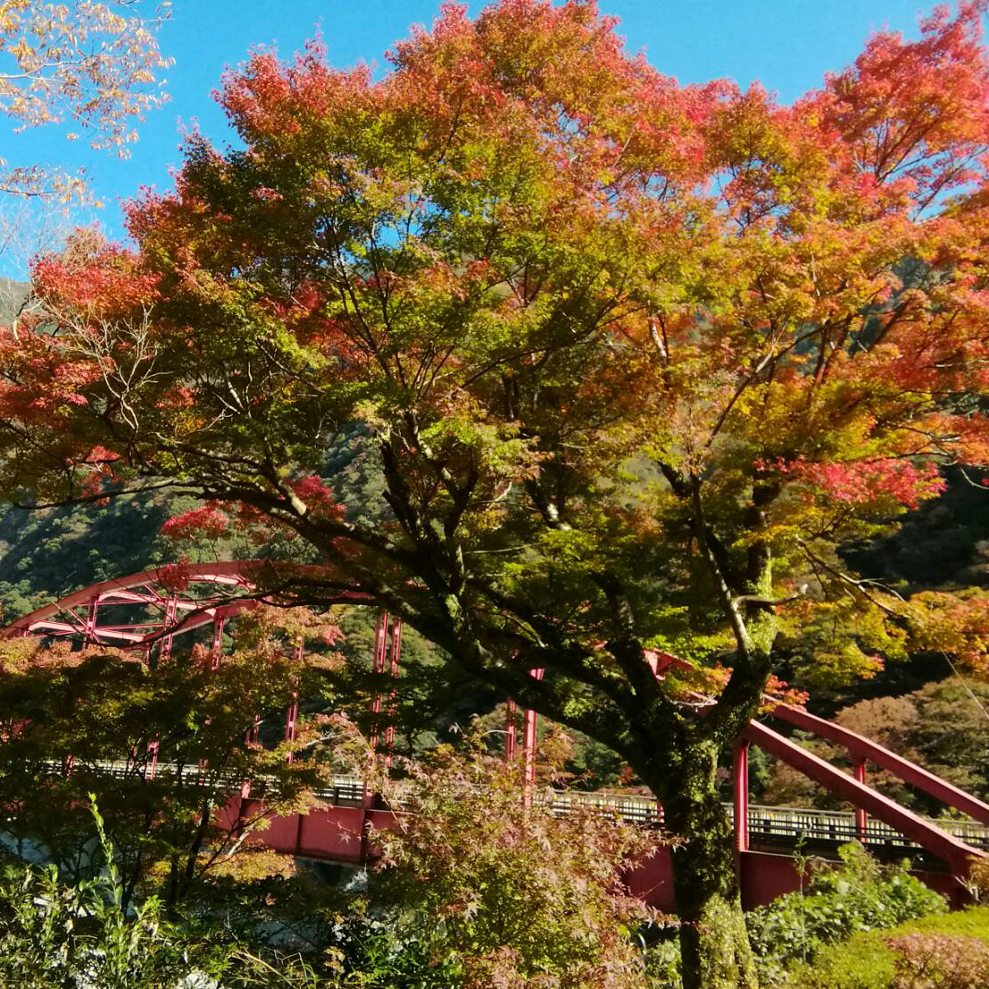 写真の説明を入れます