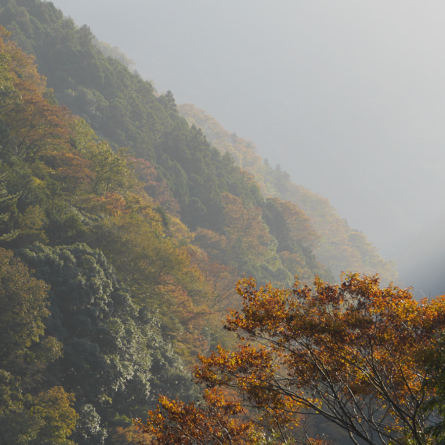 写真の説明を入れます