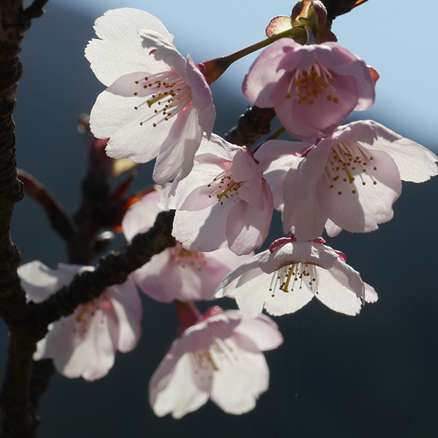写真の説明を入れます